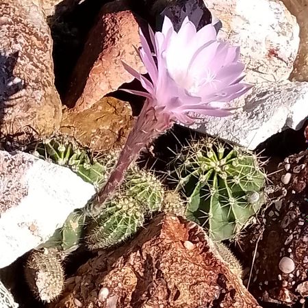 Lavender Cottage - At Home In Lightning Ridge Buitenkant foto